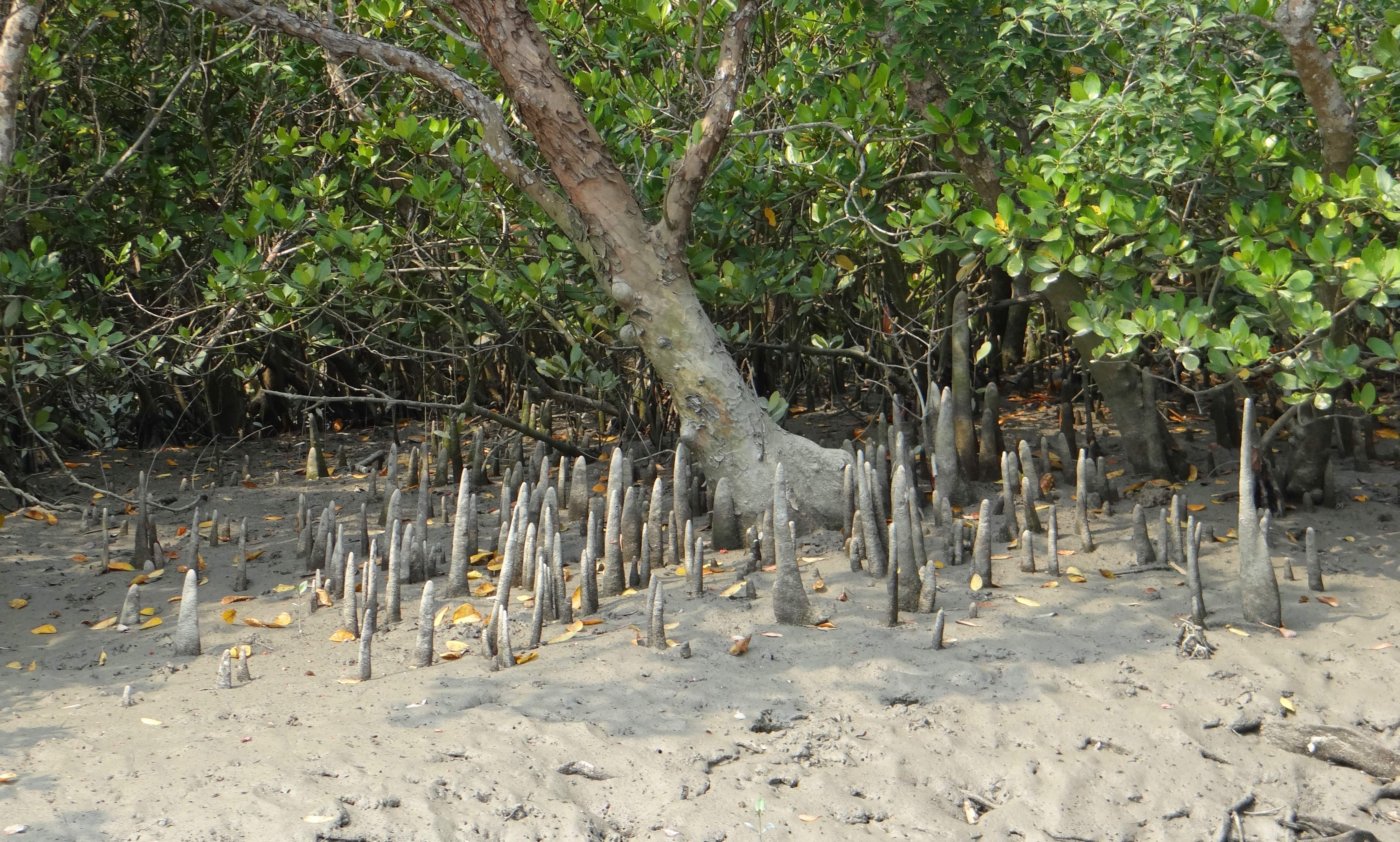 Mangrove forest of Sundarbans with aerial roots
