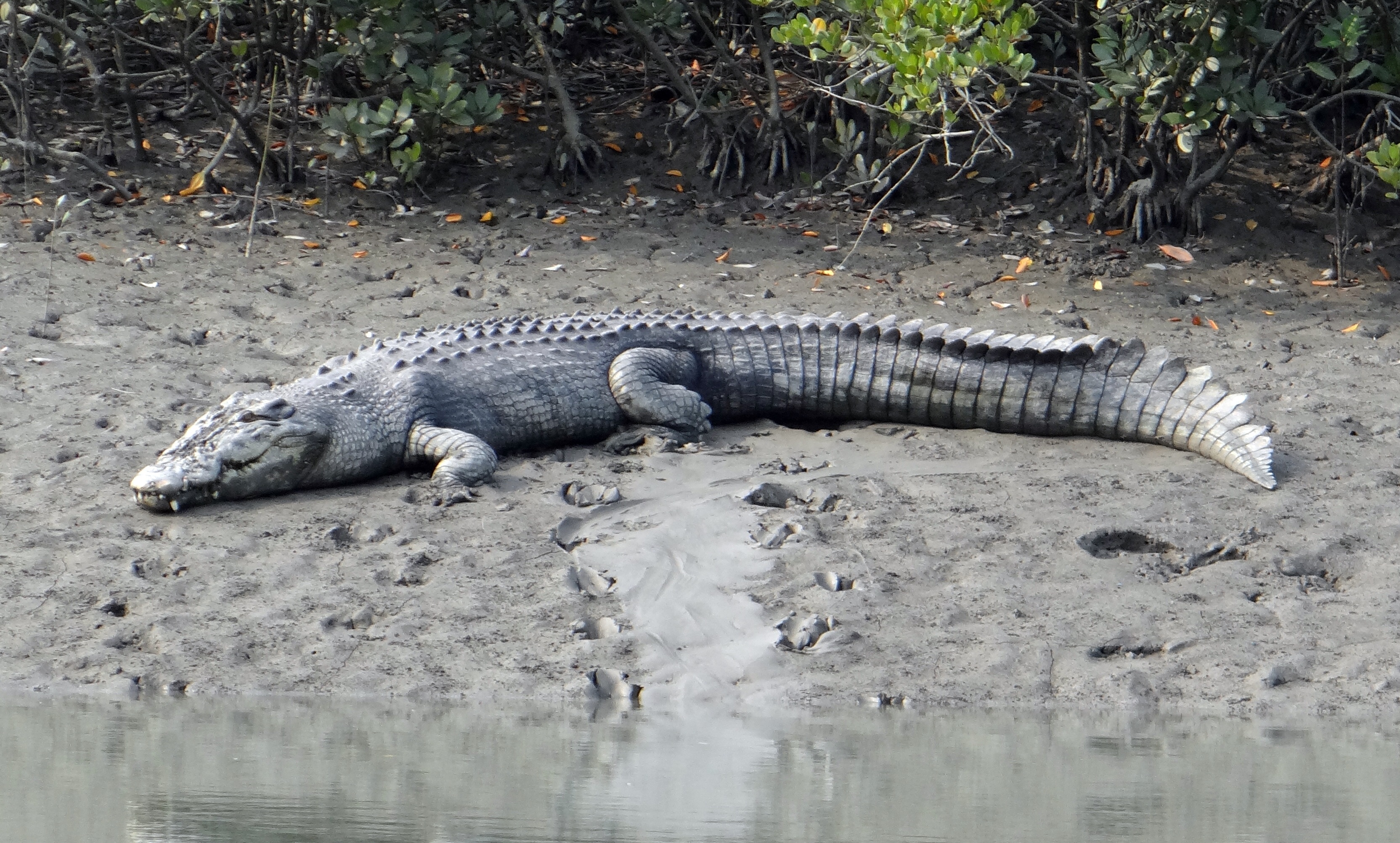 Estuarine saltwater crocodile on Sundarbans mudflat